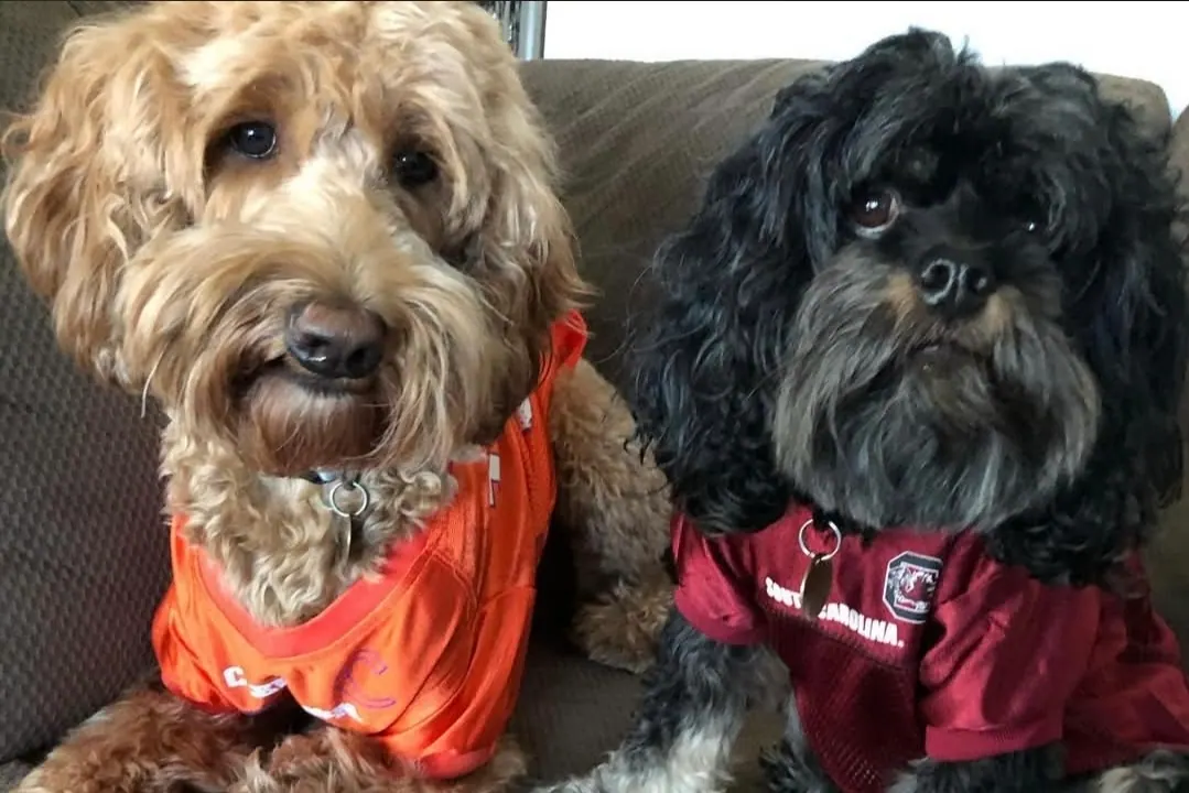 Two dogs in sports jerseys sitting on a sofa